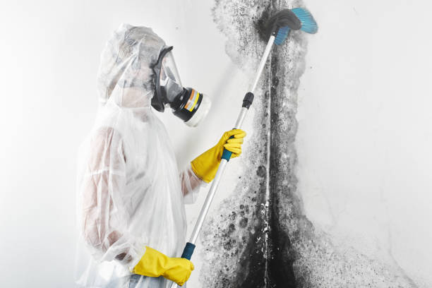 Best Attic Mold Removal  in North Lauderdale, FL