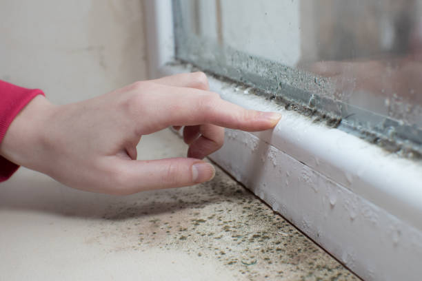 Best Mold Odor Removal Services  in North Lauderdale, FL